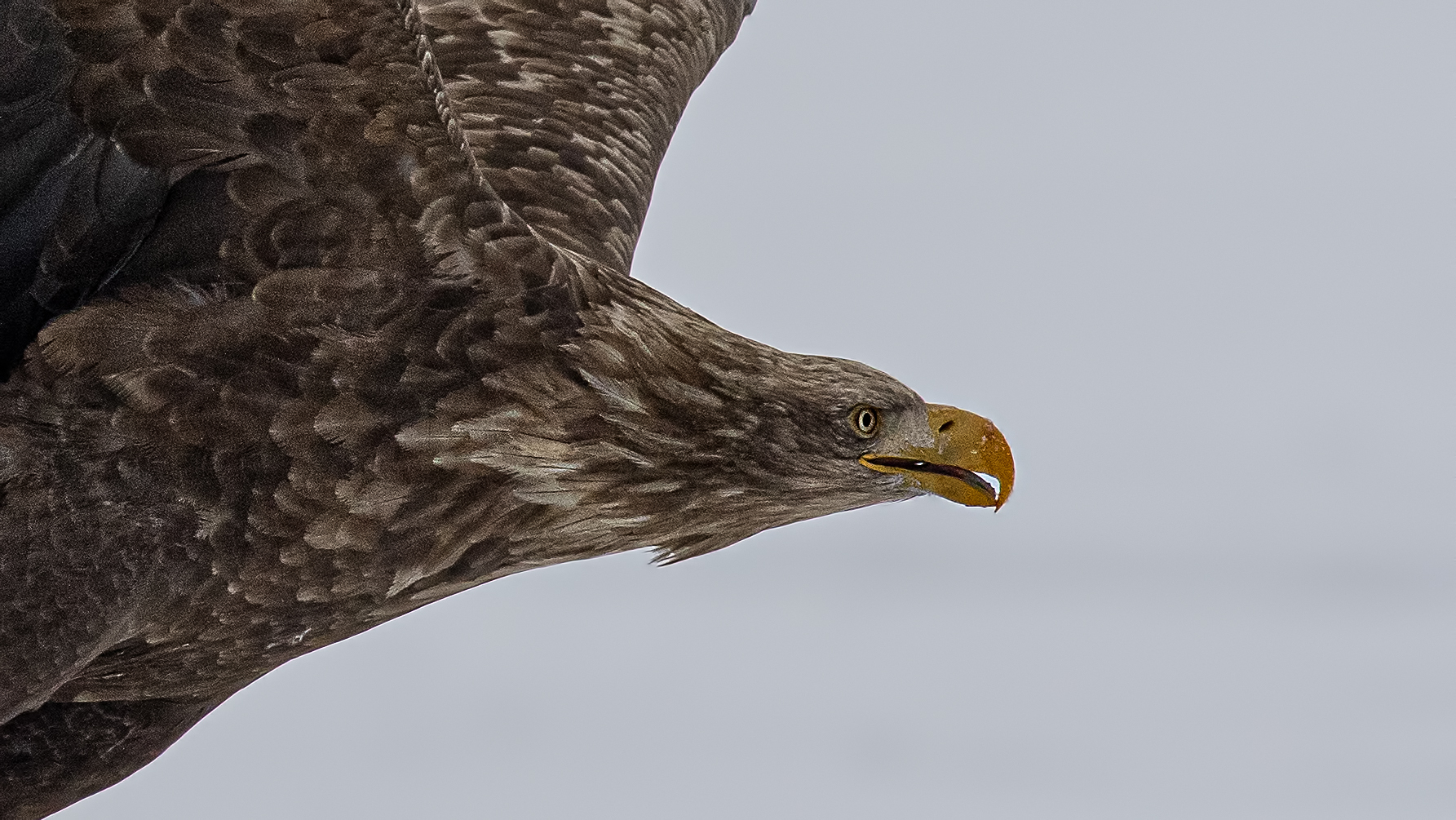 White-tailed Eagle
